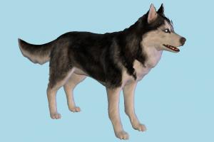 Husky Dog fox, wolf, dog, animal, animals, wild, nature